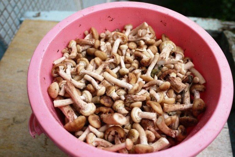 Comment et combien cuire les champignons à congeler