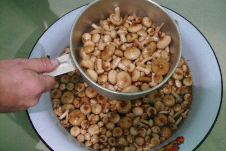 Conseils utiles - Comment et combien cuire les champignons