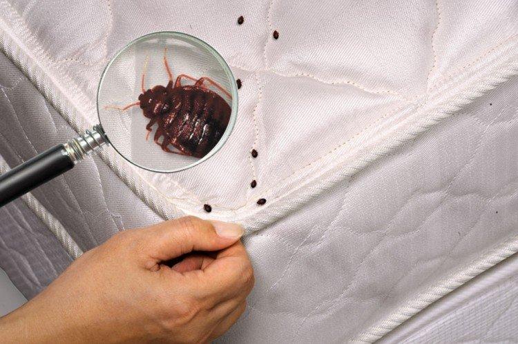 Comment se débarrasser des punaises de lit