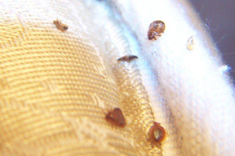 Comment se débarrasser des punaises de lit sur le canapé