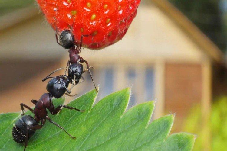 Comment se débarrasser des fourmis dans le jardin - remèdes populaires