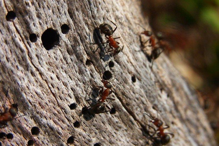 Comment enlever les fourmis des arbres fruitiers - remèdes populaires