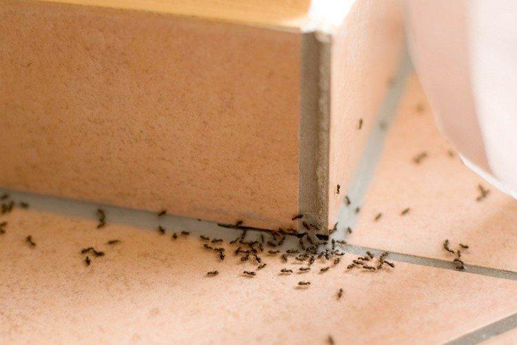 Comment se débarrasser des fourmis dans une maison ou un appartement - remèdes populaires