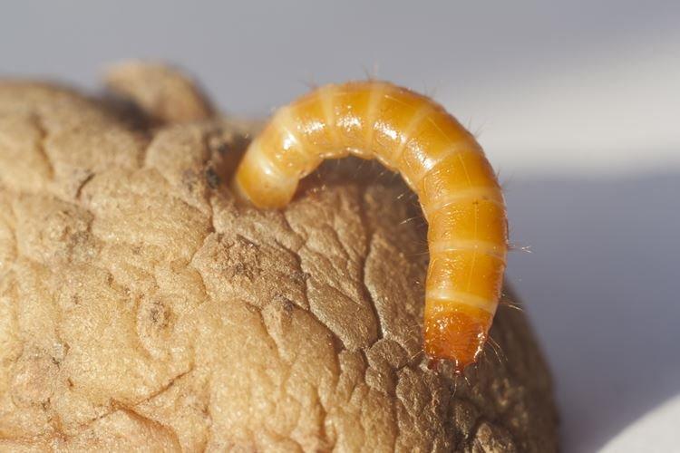 Comment trouver et se débarrasser d'un ver fil de fer dans votre jardin