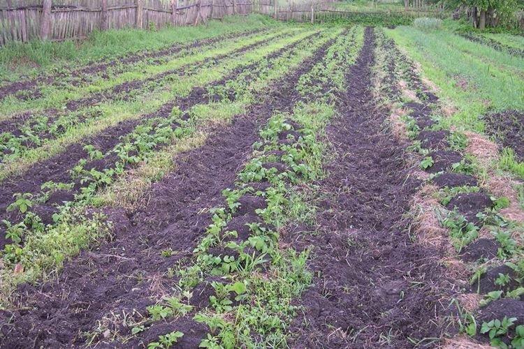 Autres méthodes de lutte - Comment se débarrasser du ver fil-de-fer dans le jardin