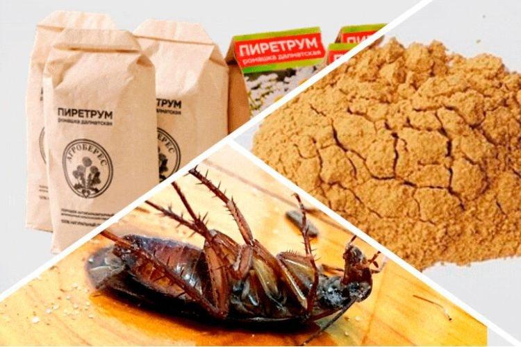 Camomille - Comment se débarrasser des cafards dans un appartement