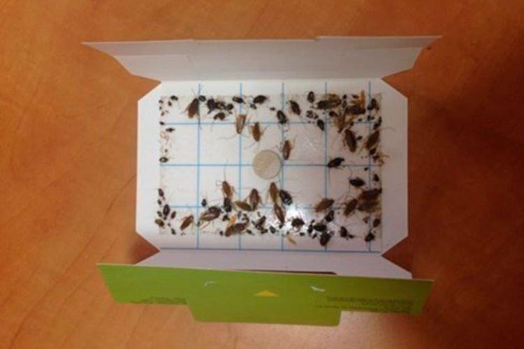 Pièges collants - Comment se débarrasser des cafards avec des remèdes populaires