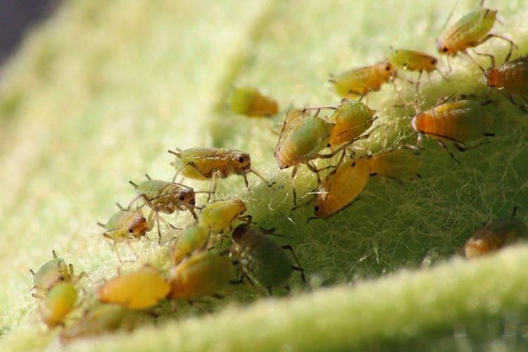 Qu'est-ce qui est dangereux et comment détecter - Comment se débarrasser des pucerons