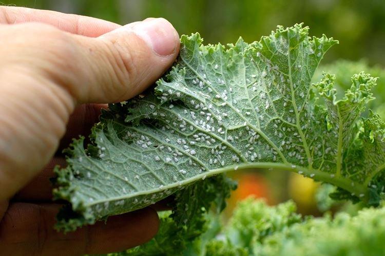 Comment se débarrasser des pucerons dans le jardin - Remèdes populaires