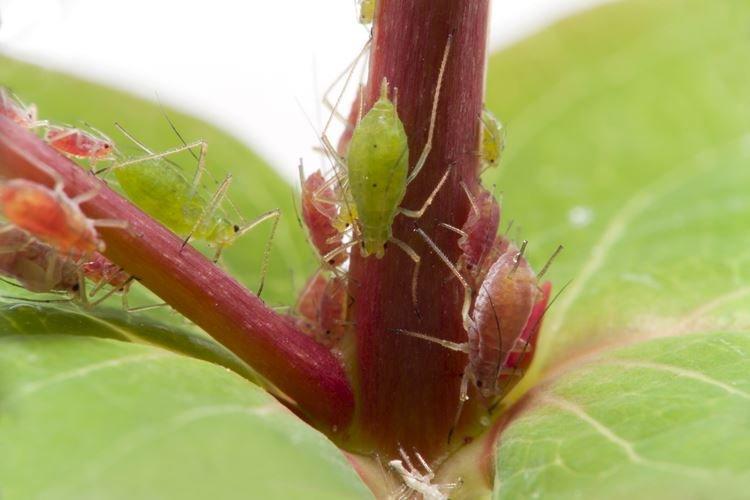 Comment se débarrasser des pucerons sur les plantes d'intérieur - Remèdes populaires