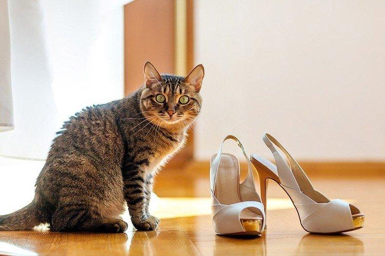 Enlever l'odeur d'urine de chat des chaussures et des vêtements