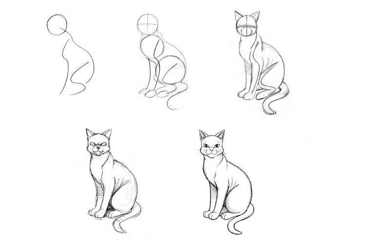 Comment dessiner un chat assis
