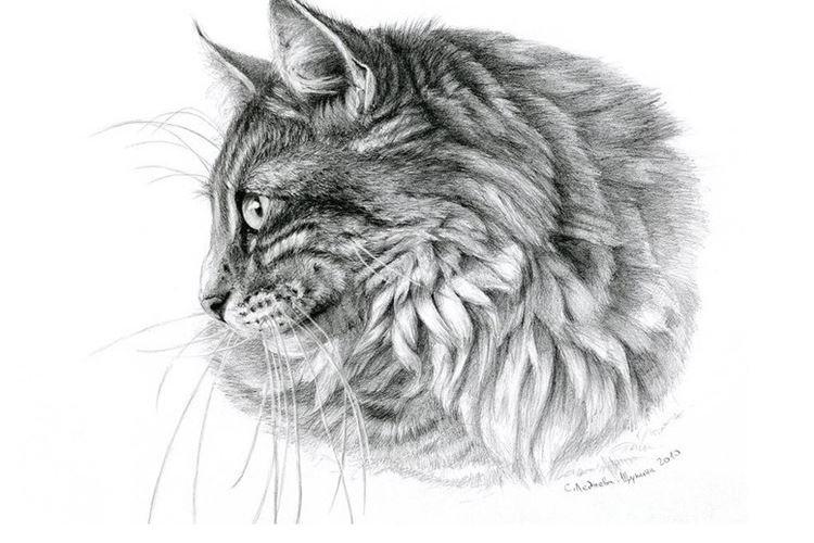 Comment dessiner un chat de profil