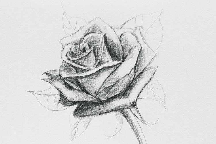 Comment dessiner une rose avec un crayon