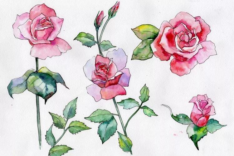 Comment peindre une rose à l'aquarelle