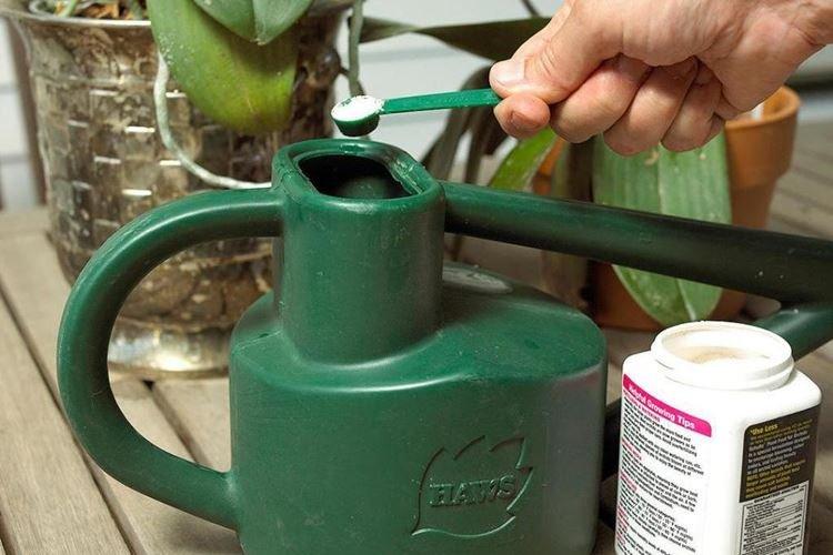 Besoins en eau - Comment arroser une orchidée à la maison