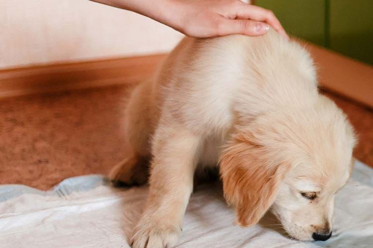 Choisir un endroit - Comment apprendre une couche à un chiot