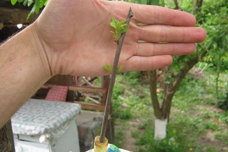 Entretien des pommiers après vaccination