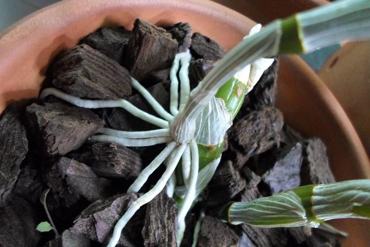 Exigences du sol - Comment prendre soin d'une orchidée à la maison