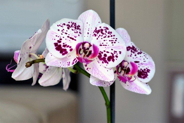 Engrais et alimentation - Comment prendre soin d'une orchidée à la maison