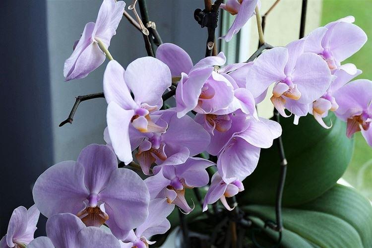 Soin des orchidées pendant la floraison