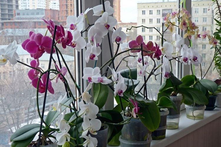 Soins d'orchidée d'hiver à la maison