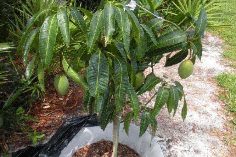 Comment transplanter et façonner une mangue - Comment faire pousser une mangue à partir d'un noyau à la maison