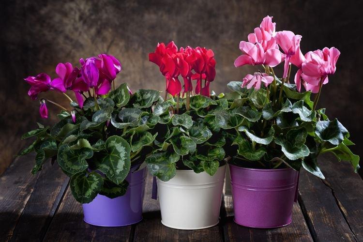 Cyclamen - Plantes d'intérieur toxiques