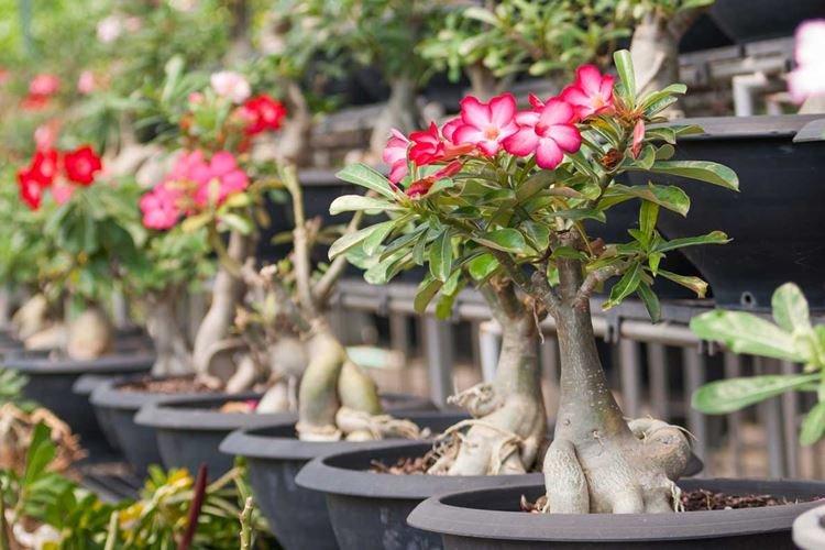 Adenium - Plantes d'intérieur toxiques
