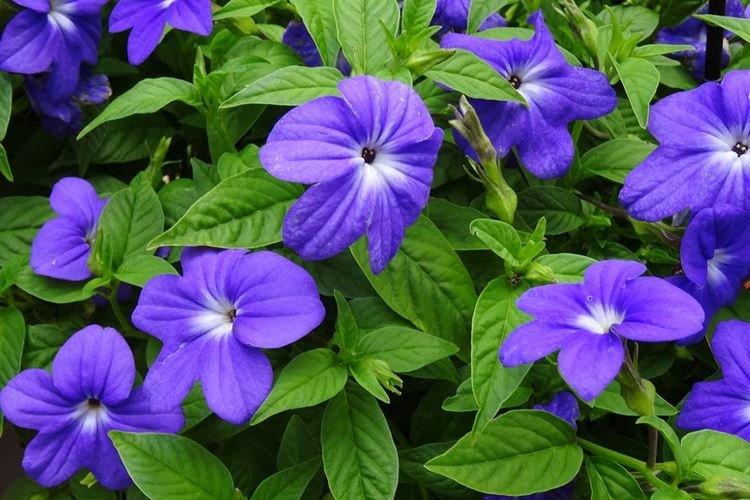 Brovallia - Plantes d'intérieur toxiques