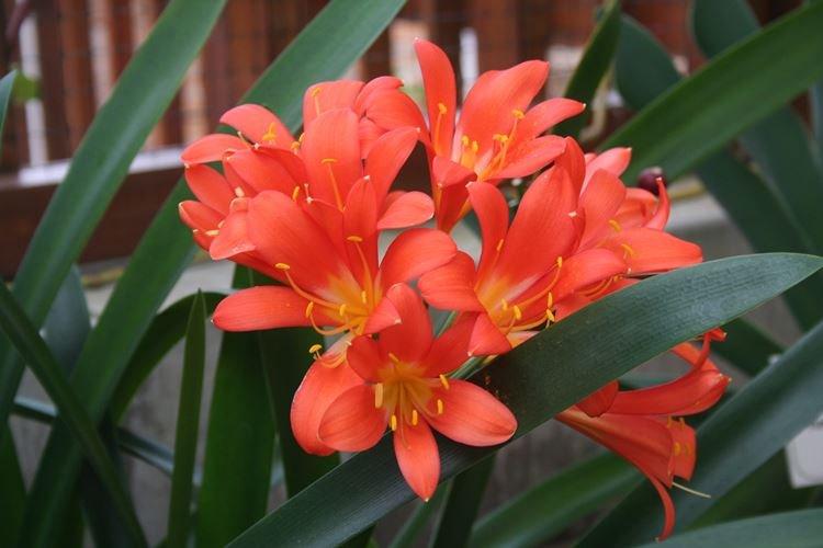 Clivia - Plantes d'intérieur toxiques