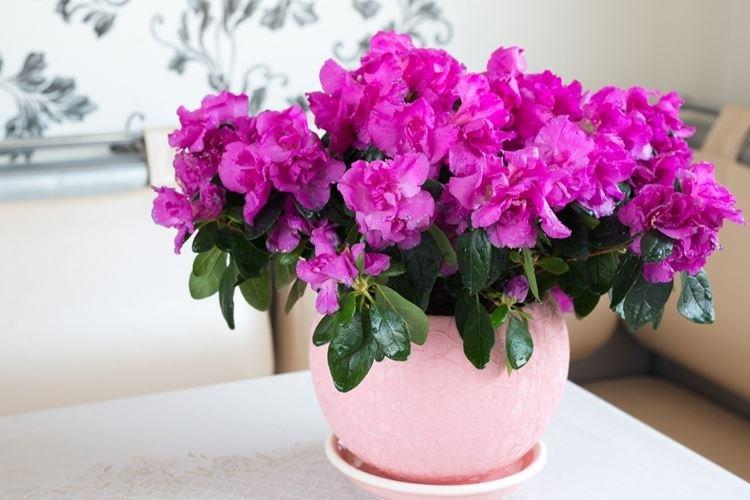 Azalée - Plantes d'intérieur à forte odeur