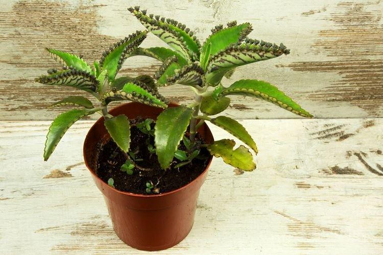 Kalanchoe - Plantes d'intérieur dangereuses pour les enfants