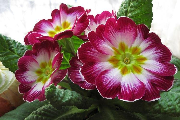 Primula - Plantes d'intérieur dangereuses pour les enfants