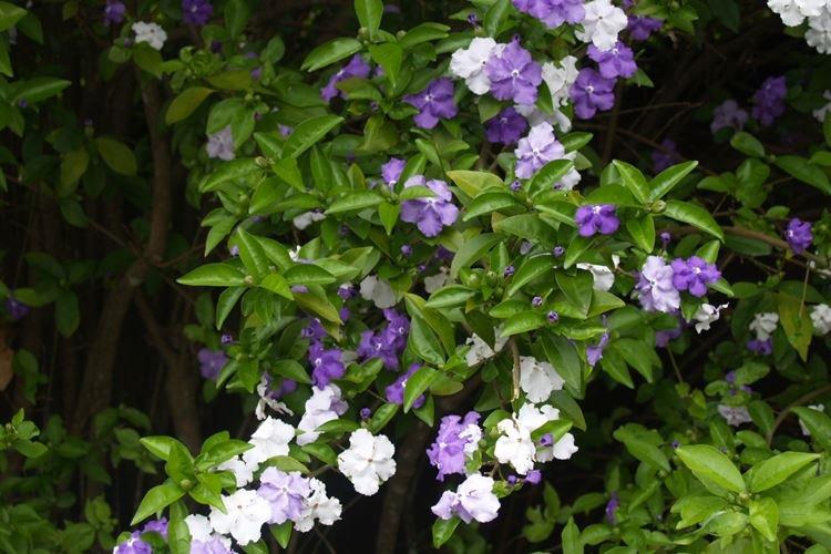 Brunfelsia - Plantes d'intérieur dangereuses pour les enfants