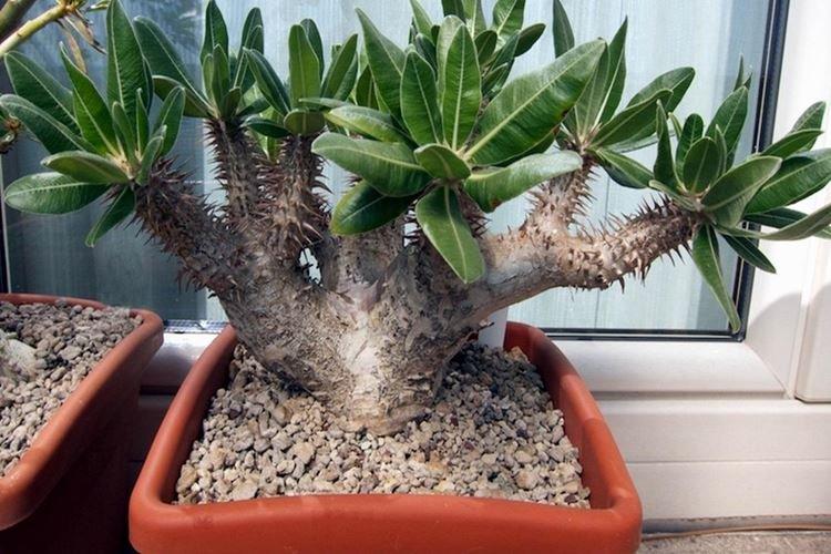 Pachypodium Lamera - Plantes d'intérieur dangereuses pour les enfants