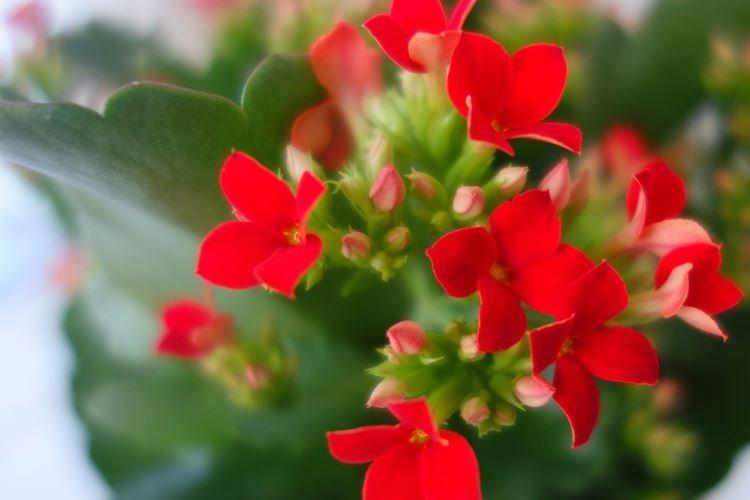Kalanchoe Blossfeld - Espèces et variétés