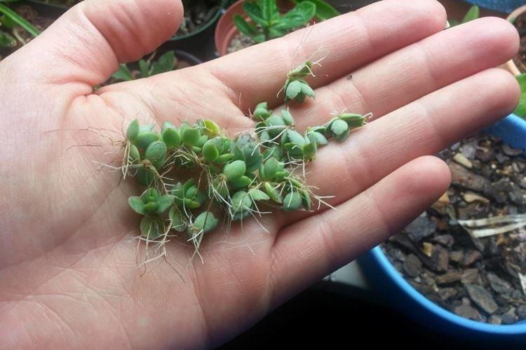 Transplantation et reproduction - Kalanchoe Care