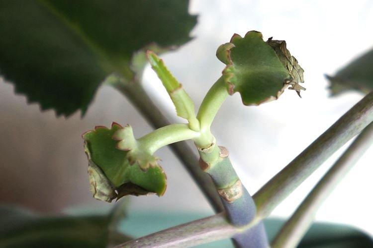 Lutte contre les parasites et les maladies - Kalanchoe