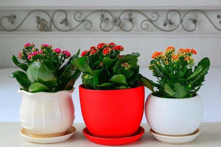 Exigences d'éclairage - Soins à domicile Kalanchoe
