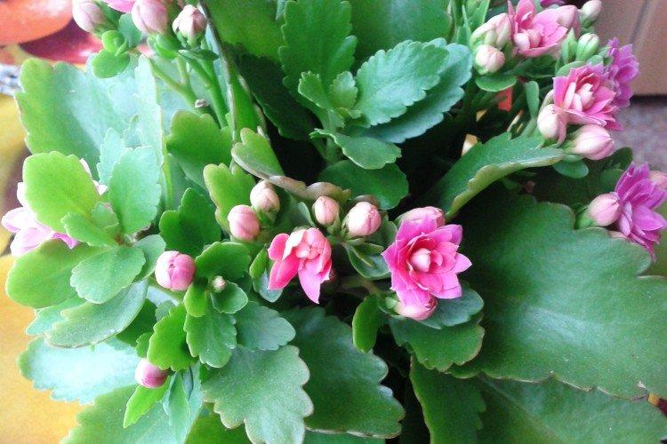 Engrais et alimentation - Soins à domicile Kalanchoe