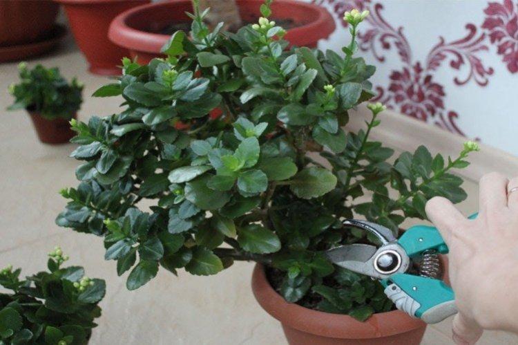 Formation de la couronne - Soins à domicile Kalanchoe