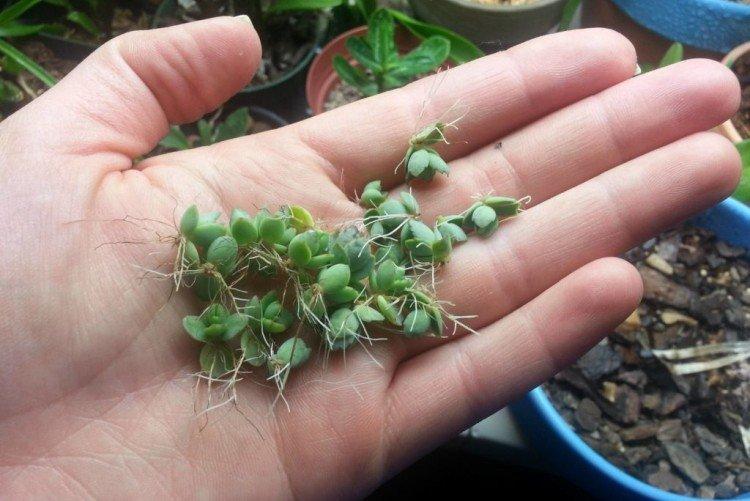 Méthodes de reproduction - Soins à domicile Kalanchoe