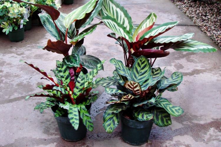 Caractéristiques générales - Calathea