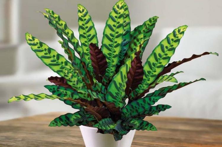 Calathea merveilleux - Types de calathea
