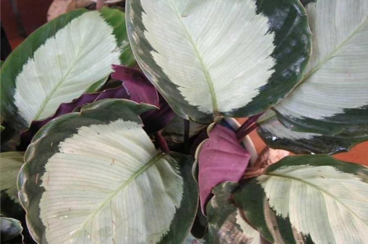 Calathea peinte - Types de Calathea