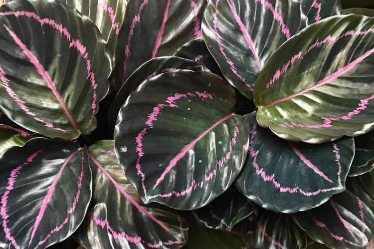 Calathea Roseopicta - Types de Calathea