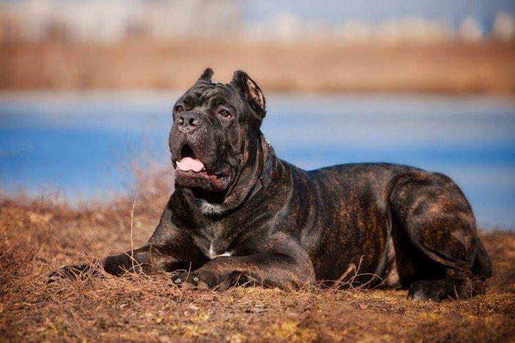 Marcher - Prendre soin du Cane Corso