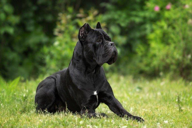 Comment nourrir le Cane Corso