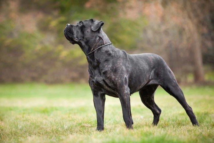 Comment nourrir le Cane Corso